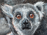Ringtailed Lemur face
