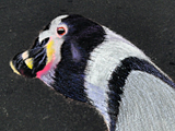 Humboldt penguin head
