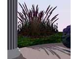 rendered fountain grass