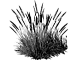 grayscale version of fountain grass image