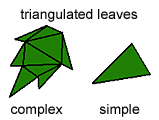 diagram showing number of triangles that make up a complex leaf shape