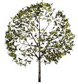 shaded image of leaf triangles around a tree (side view)