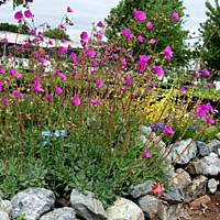 Cistanthe grandiflora plant