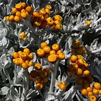 Chrysocephalum Silver Sunburst closeup