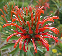 Lobelia excelsa flowers