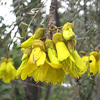 Sophora cassioides flowers