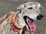 Buzby the Greyhound