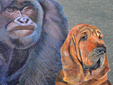 gorilla and bloodhound